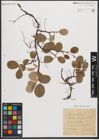 Foto von Salix reticulata L.